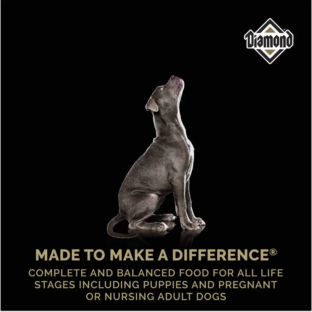 silver-puppy-made-to-make-a-difference-022525.webp